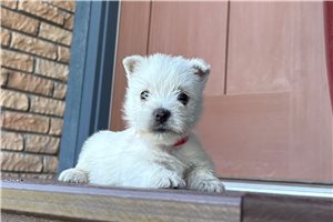 Miriam - West Highland White Terrier - Westie for sale