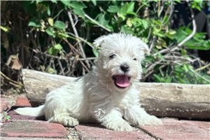 Gavin - West Highland White Terrier - Westie for sale