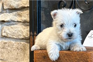 Monty - West Highland White Terrier - Westie for sale