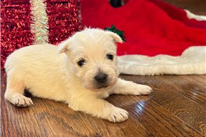 Jackson - West Highland White Terrier - Westie for sale