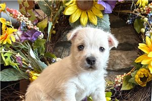 Isaiah - West Highland White Terrier - Westie for sale
