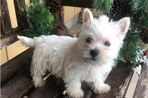 Paxton - West Highland White Terrier - Westie for sale