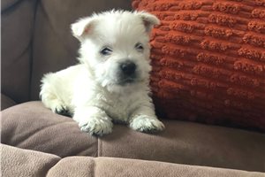 Knox - West Highland White Terrier - Westie for sale