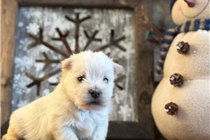 Idaho - West Highland White Terrier - Westie for sale