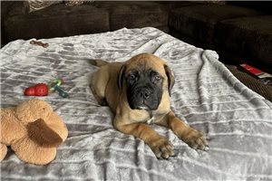 PURPLE JELLYBEAN - puppy for sale