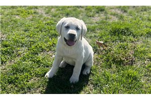 Flora - Labrador Retriever for sale