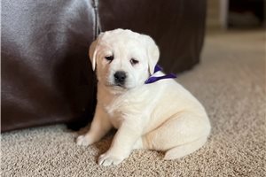 Fuchsia - puppy for sale