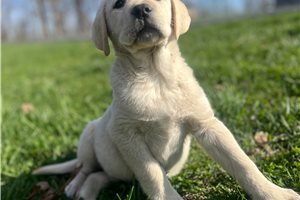 Vlad - puppy for sale