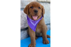 Hope - Labrador Retriever for sale
