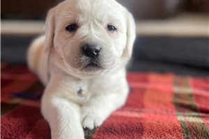 Forrest - puppy for sale