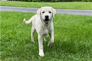 Faith - Labrador Retriever for sale