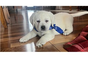 Fabio - puppy for sale
