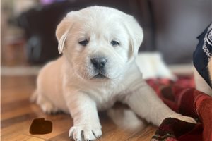 Wonka - Labrador Retriever for sale