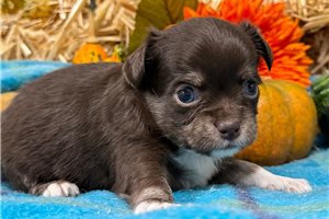Aiden - Chihuahua for sale
