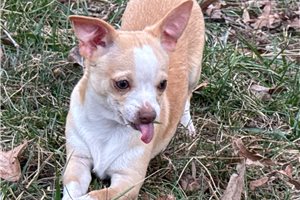 Lorenzo - puppy for sale