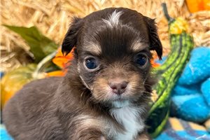 Amelia - Chihuahua for sale