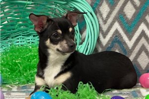 Leonardo - Chihuahua for sale