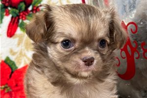 Ava - puppy for sale