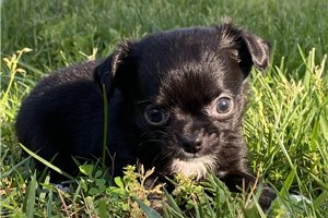 Jayceon - Chihuahua for sale
