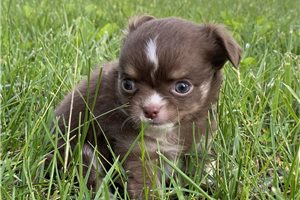 Jensen - Chihuahua for sale