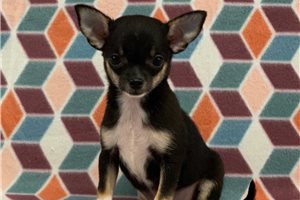 Kaia - Chihuahua for sale
