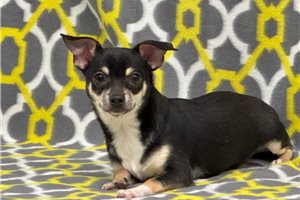 Leonardo - Chihuahua for sale