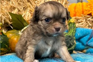 Ava - Chihuahua for sale