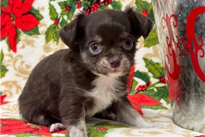 Aiden - Chihuahua for sale