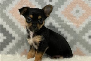 Victoria - Chorkie for sale
