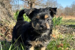 Norris - Chorkie for sale