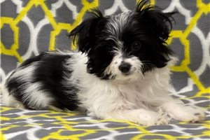 Clarence - Chorkie for sale