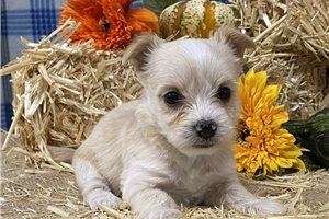 Abigail - puppy for sale