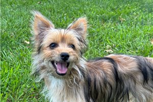 Newton - puppy for sale