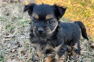 Norris - Chorkie for sale