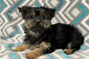 Norris - Chorkie for sale