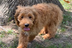 Caesar - Cockapoo for sale