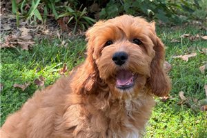 Caleah - Cockapoo for sale