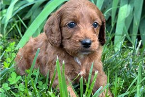 Caiden - Cockapoo for sale