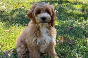 Cal - puppy for sale