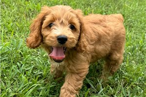 Cami - Cockapoo for sale