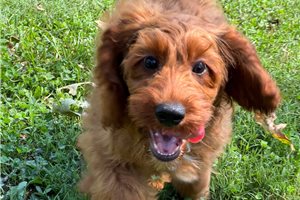 Caiden - Cockapoo for sale