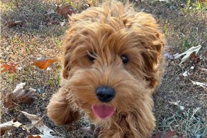 Camden - Cockapoo for sale