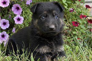 Zaxby - German Shepherd for sale