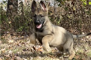 Zoey - puppy for sale