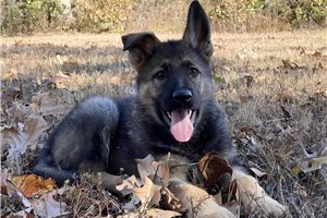 Zahara - German Shepherd for sale