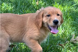Nasir - Golden Retriever for sale
