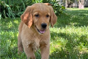 Navy - puppy for sale