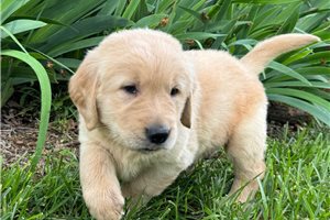 Noor - puppy for sale