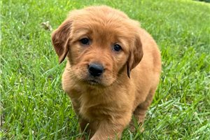 Nayeli - puppy for sale