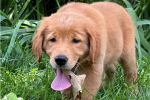 Nicole - Golden Retriever for sale